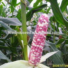 MCO03 Xin early maturity mix waxy hybrid corn seeds for planting